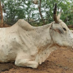 पश्चिमी राजस्थान में फिर लम्पी वायरस की दस्तक, सरकार ने टीकाकरण अभियान तेज़ किया