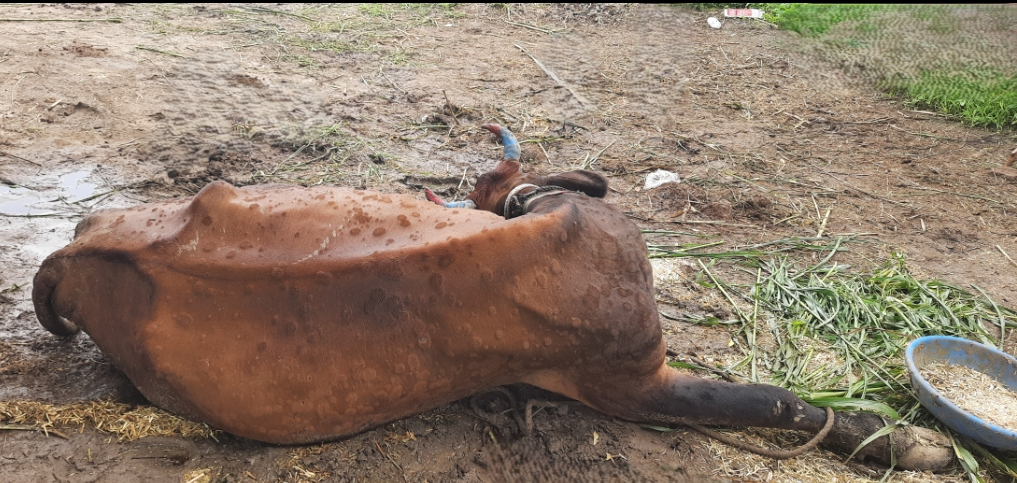 पश्चिमी राजस्थान में फिर लम्पी वायरस की दस्तक, सरकार ने टीकाकरण अभियान तेज़ किया 1 lampivirus 28092024175058 2809f