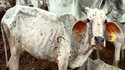 पश्चिमी राजस्थान में फिर लम्पी वायरस की दस्तक, सरकार ने टीकाकरण अभियान तेज़ किया 2 lumpy virus dddd 1664302968