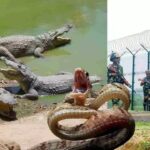 गृह मंत्री अमित शाह का क्रांतिकारी फैसला: बांग्लादेश सीमा पर मगरमच्छ-सांप तैनात, घुसपैठ पर लगेगी पूर्ण रोक!